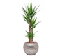 Yucca Elephantipes in Hammered | Hydrocultuur
