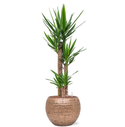 Yucca Elephantipes in Hammered | Hydrocultuur