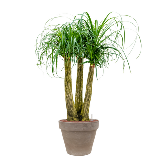 Beaucarnea recurvata in Terra | Hydrocultuur