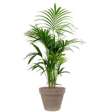 Kentia Howea in Terra | Hydrocultuur