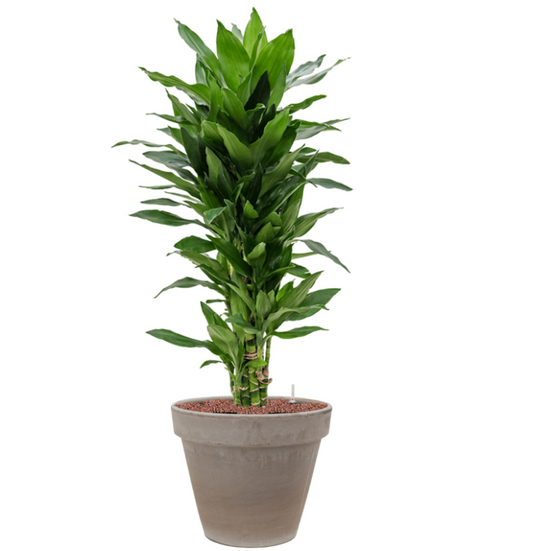 Dracaena Janer Lind in Terra | Hydrocultuur