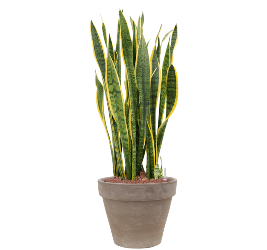 Sansevieria Laurentii in Terra | Hydrocultuur