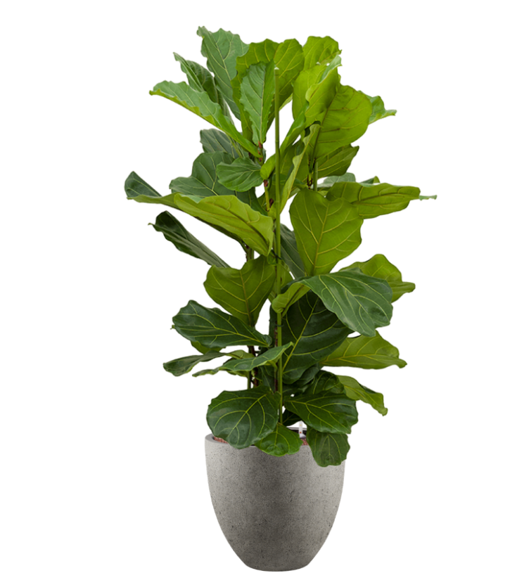 Ficus Lyrata in Grigio | Hydrocultuur