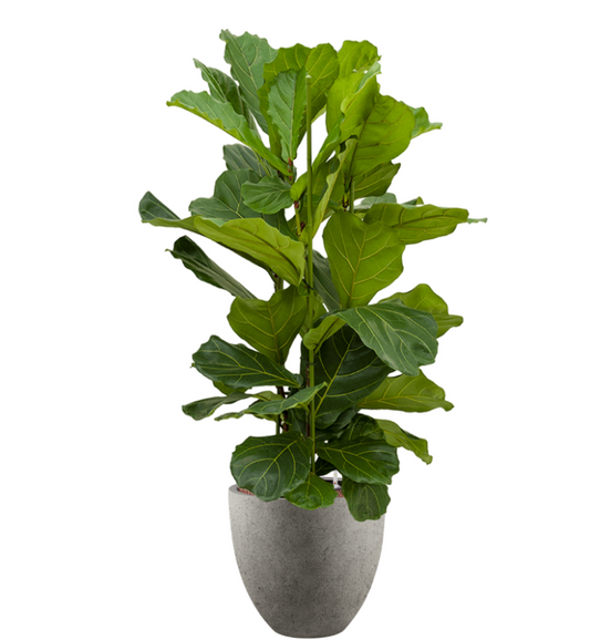 Ficus Lyrata in Grigio | Hydrocultuur