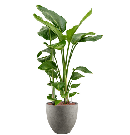 Strelitzia Nicolai in Grigio | Hydrocultuur