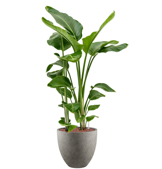 Strelitzia Nicolai in Grigio | Hydrocultuur