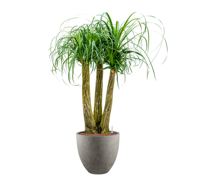 Beaucarnea Recurvata in Grigio | Hydrocultuur