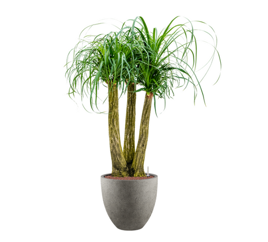 Beaucarnea Recurvata in Grigio | Hydrocultuur