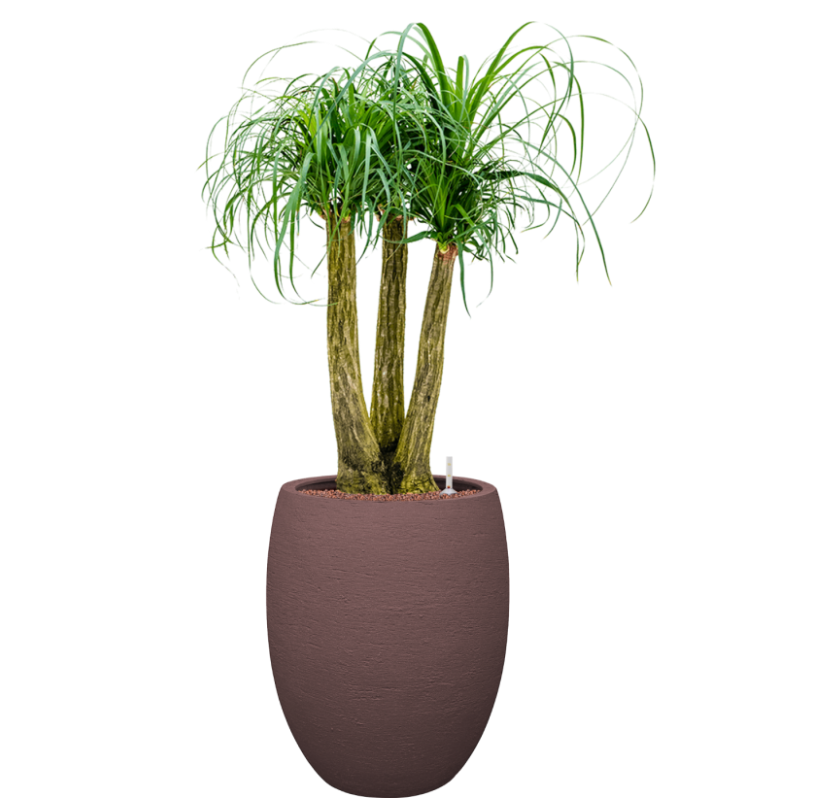 Beaucarnea Recurvata in Terreno | Hydrocultuur