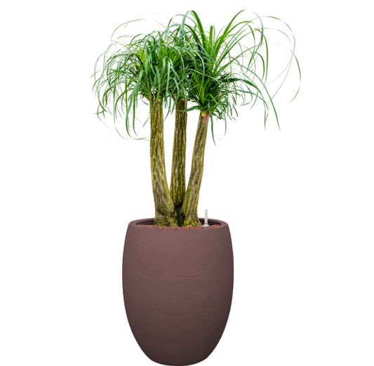 Beaucarnea Recurvata in Terreno | Hydrocultuur