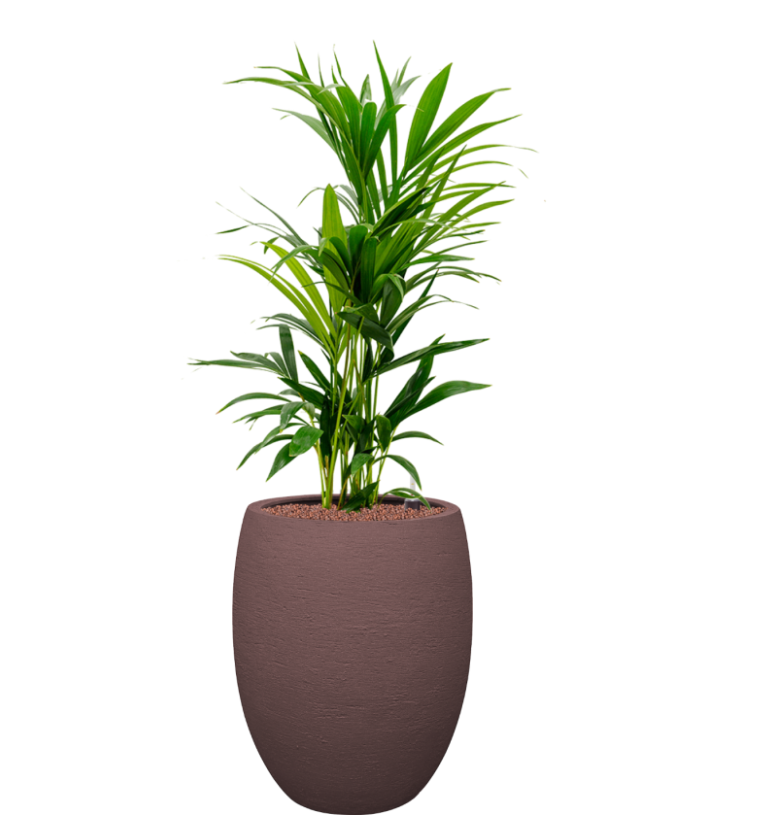 Kentia Howea in Terreno | Hydrocultuur