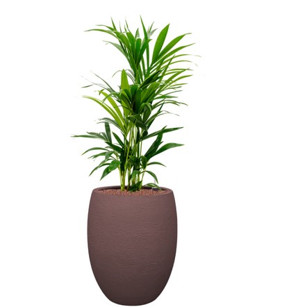 Kentia Howea in Terreno | Hydrocultuur