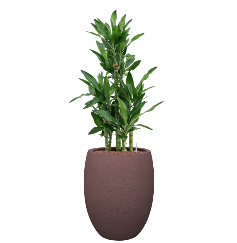 Dracaena Burundii in Terreno | Hydrocultuur