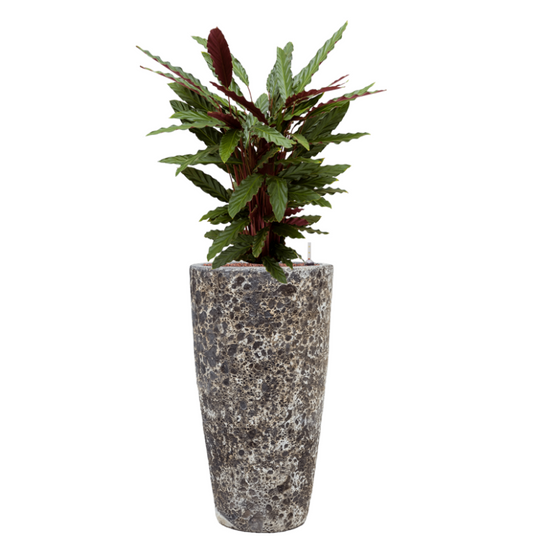 Calathea Wavestar in Lava | Hydrocultuur