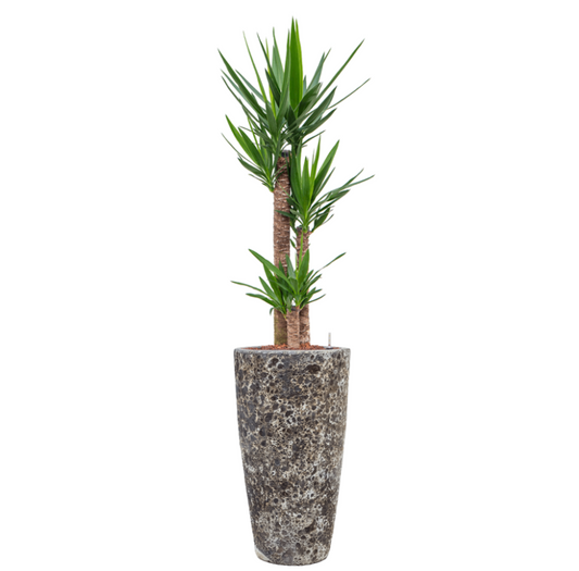 Yucca Elephantipes in Lava | Hydrocultuur