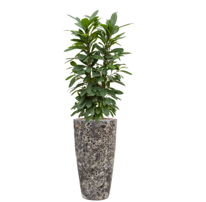 Ficus Cyathistipula in Lava | Hydrocultuur