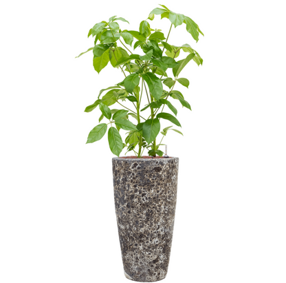Schefflera in Lava | Hydrocultuur