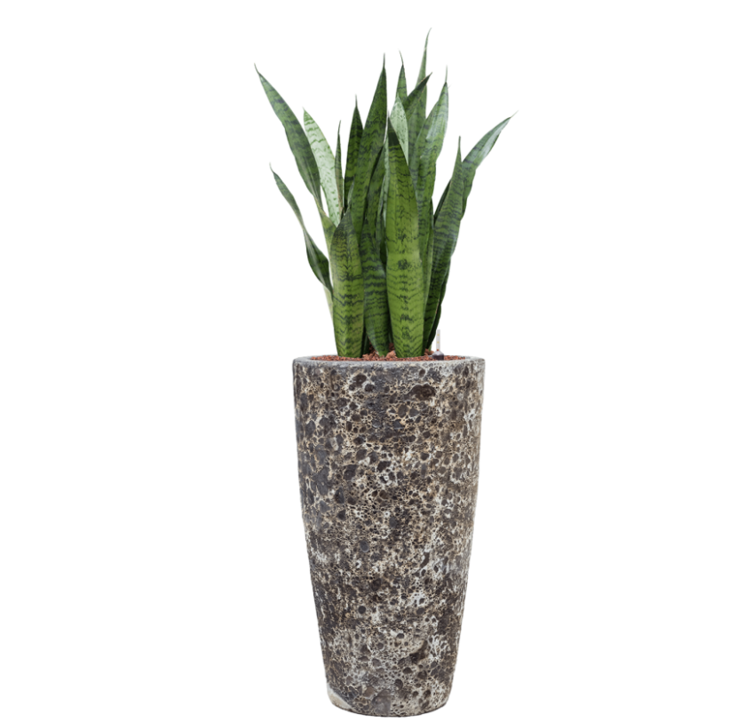 Sensevieria Zeylanica in Lava | Hydrocultuur