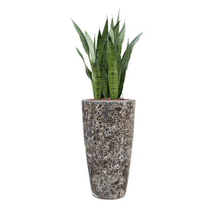 Sensevieria Zeylanica in Lava | Hydrocultuur