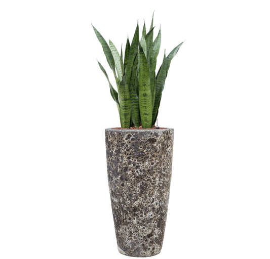 Sensevieria Zeylanica in Lava | Hydrocultuur