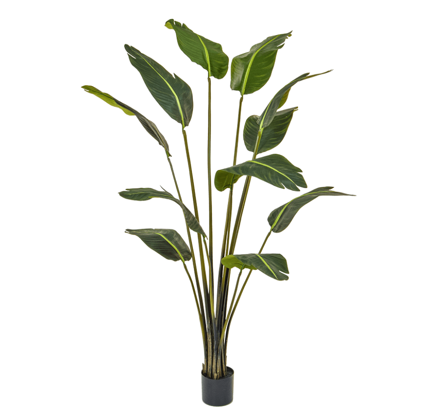 Strelitzia (FR)