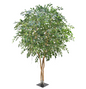 Ficus Exotica Giant Deluxe (FR)
