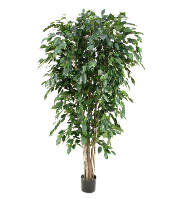 Ficus Exotica (FR)
