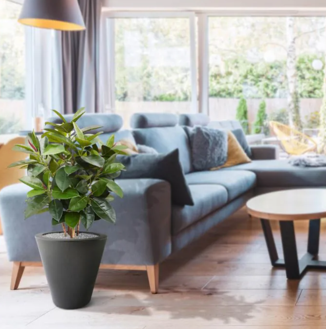 Ficus Elastica (FR)