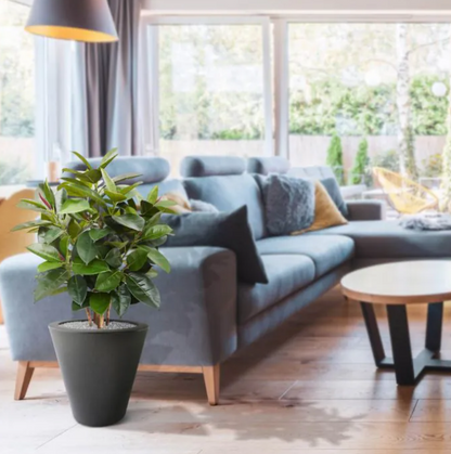 Ficus Elastica (FR)