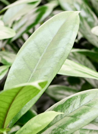 Ficus cyathistipula | Hydrocultuur