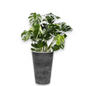 Monstera Deliciosa in Claire | Vulkastrat