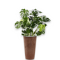 Monstera Deliciosa in Claire | Vulkastrat
