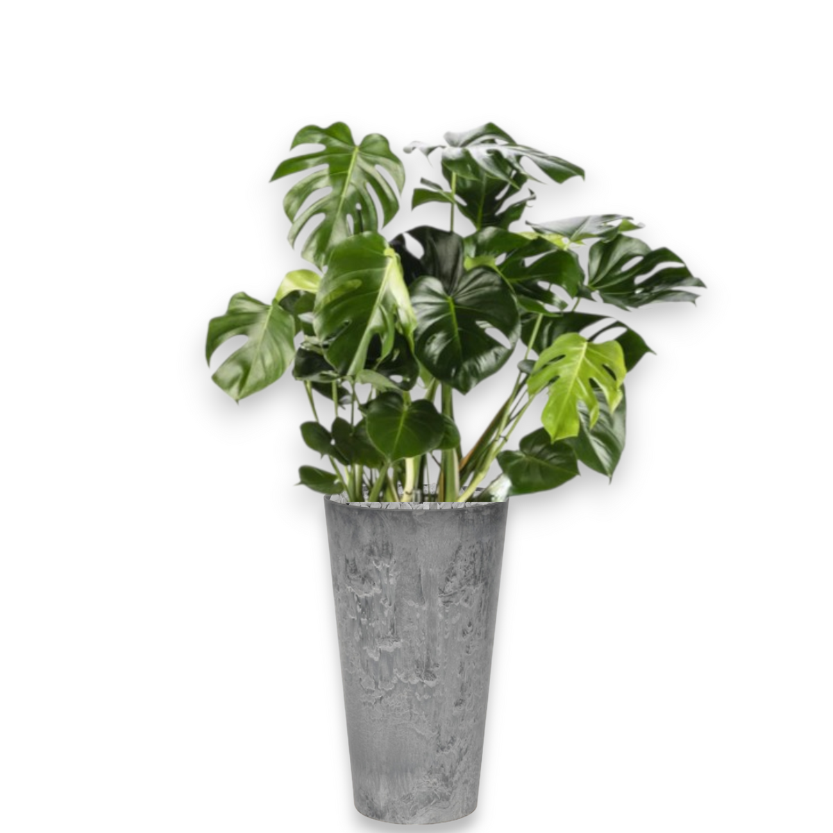 Monstera Deliciosa in Claire | Vulkastrat