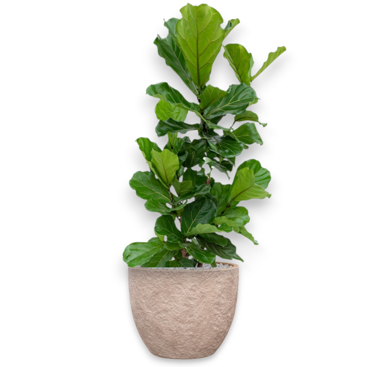 Ficus Lyrata in Mountain | Vulkastrat