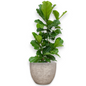 Ficus Lyrata in Mountain | Vulkastrat