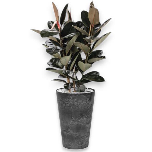 Ficus Mandela in Claire | Vulkastrat