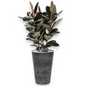 Ficus Mandela in Claire | Vulkastrat
