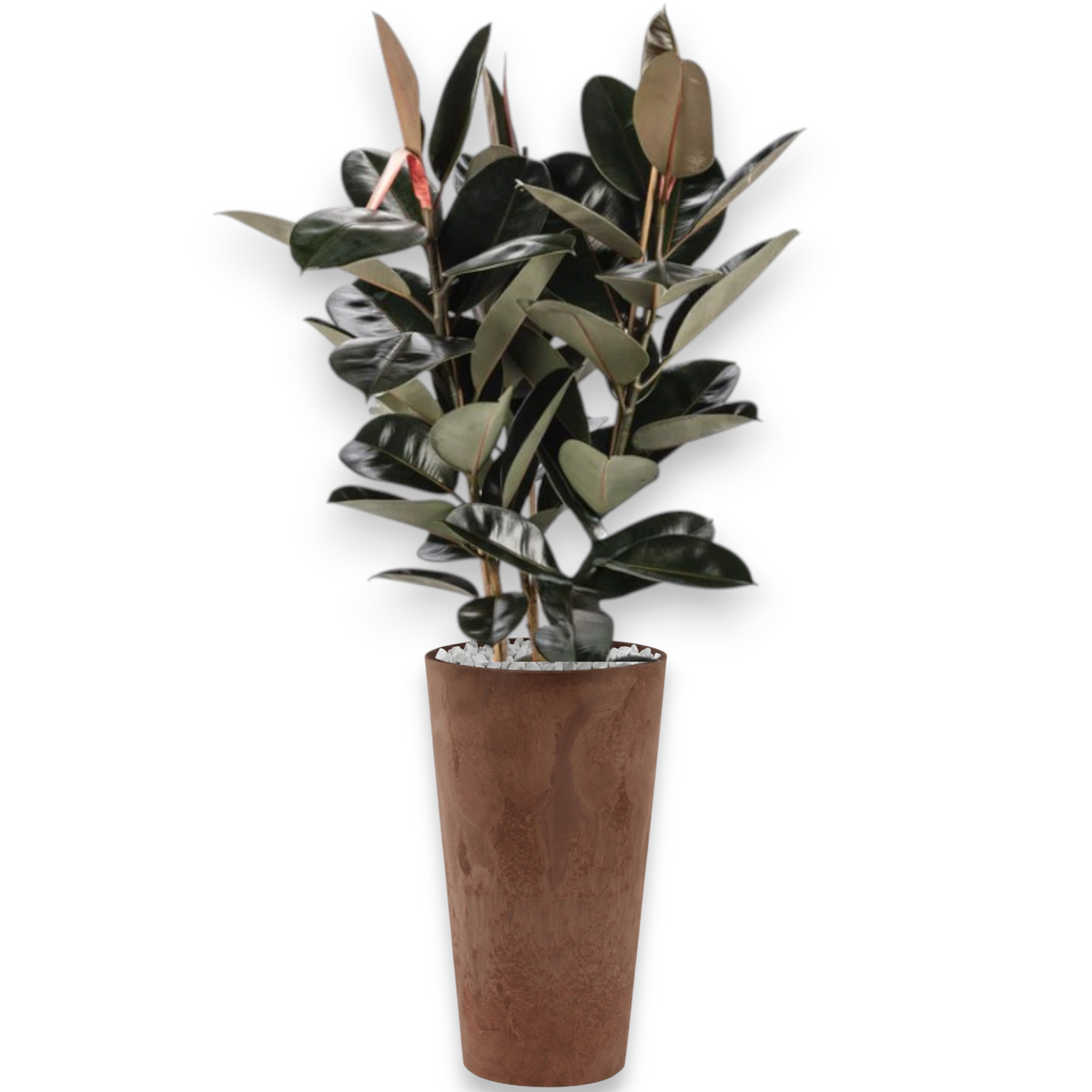 Ficus Mandela in Claire | Vulkastrat