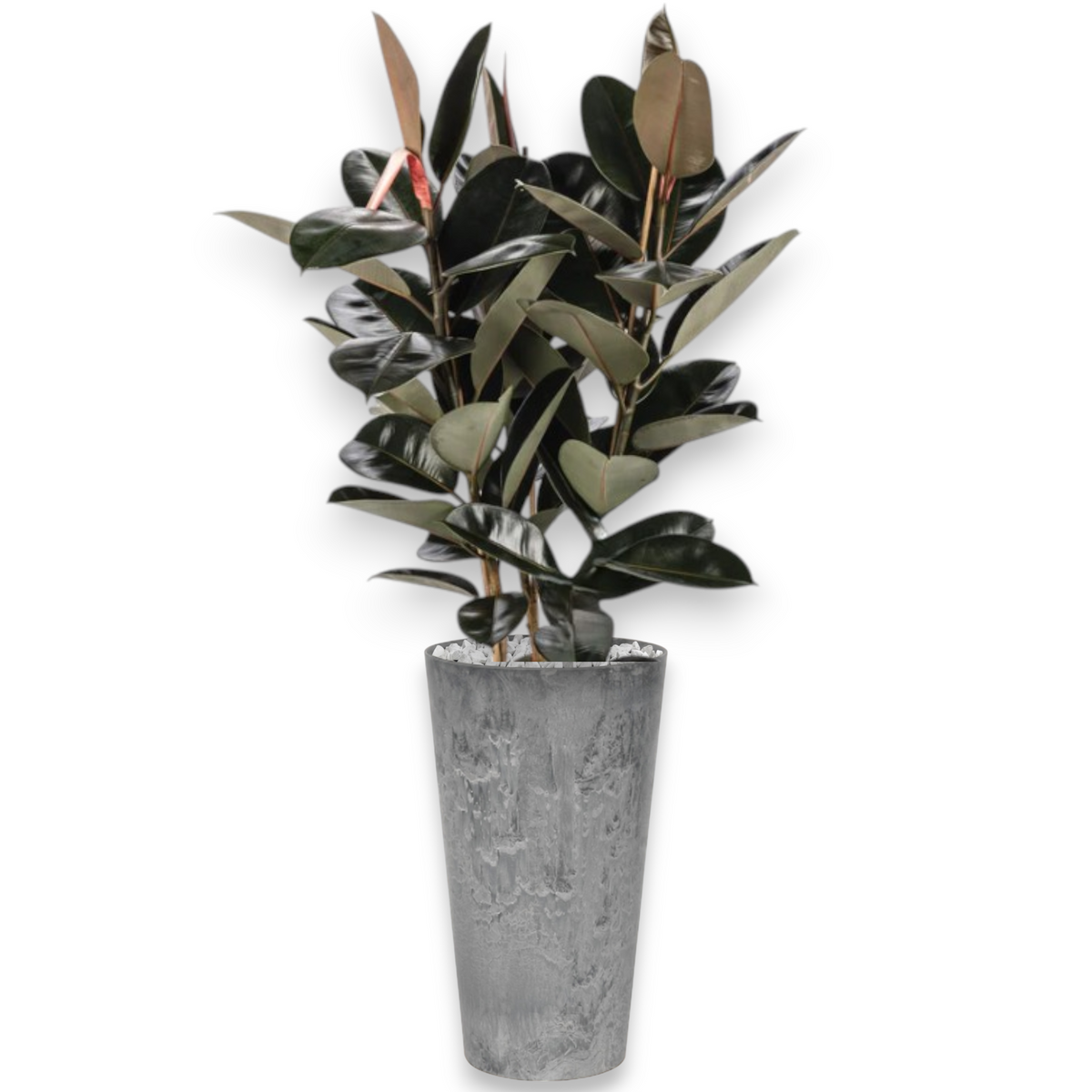 Ficus Mandela in Claire | Vulkastrat