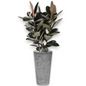 Ficus Mandela in Claire | Vulkastrat