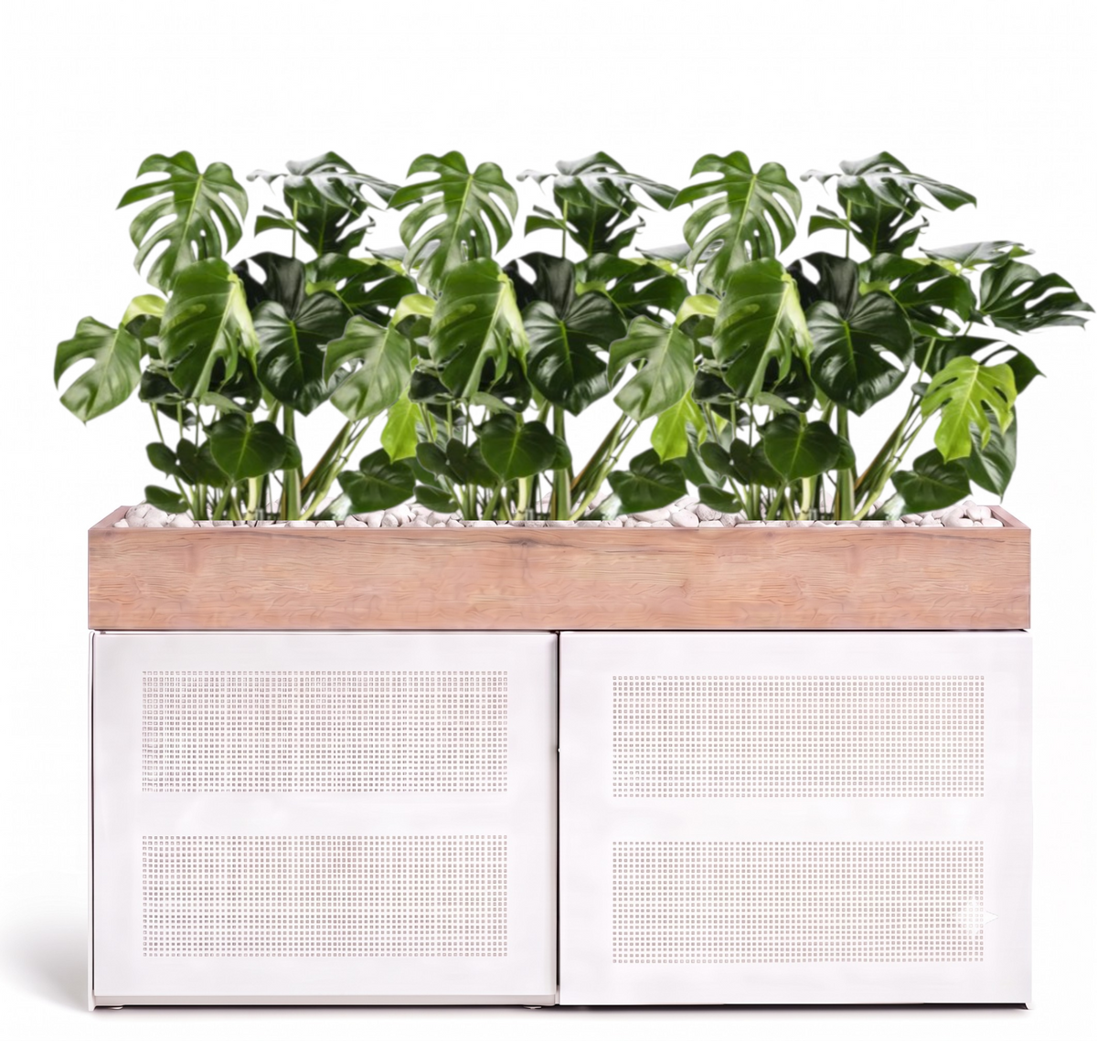 Kastpakket Mass Monstera  - Vulkastrat