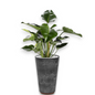 Philodendron Green Beauty in Claire | Vulkastrat