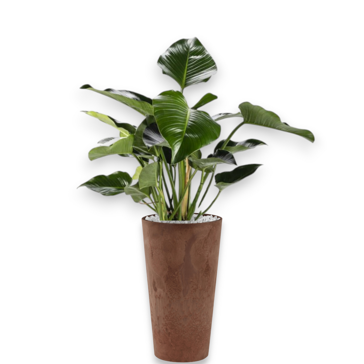 Philodendron Green Beauty in Claire | Vulkastrat