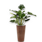 Philodendron Green Beauty in Claire | Vulkastrat
