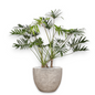 Philodendron Xantal in Mountain | Vulkastrat
