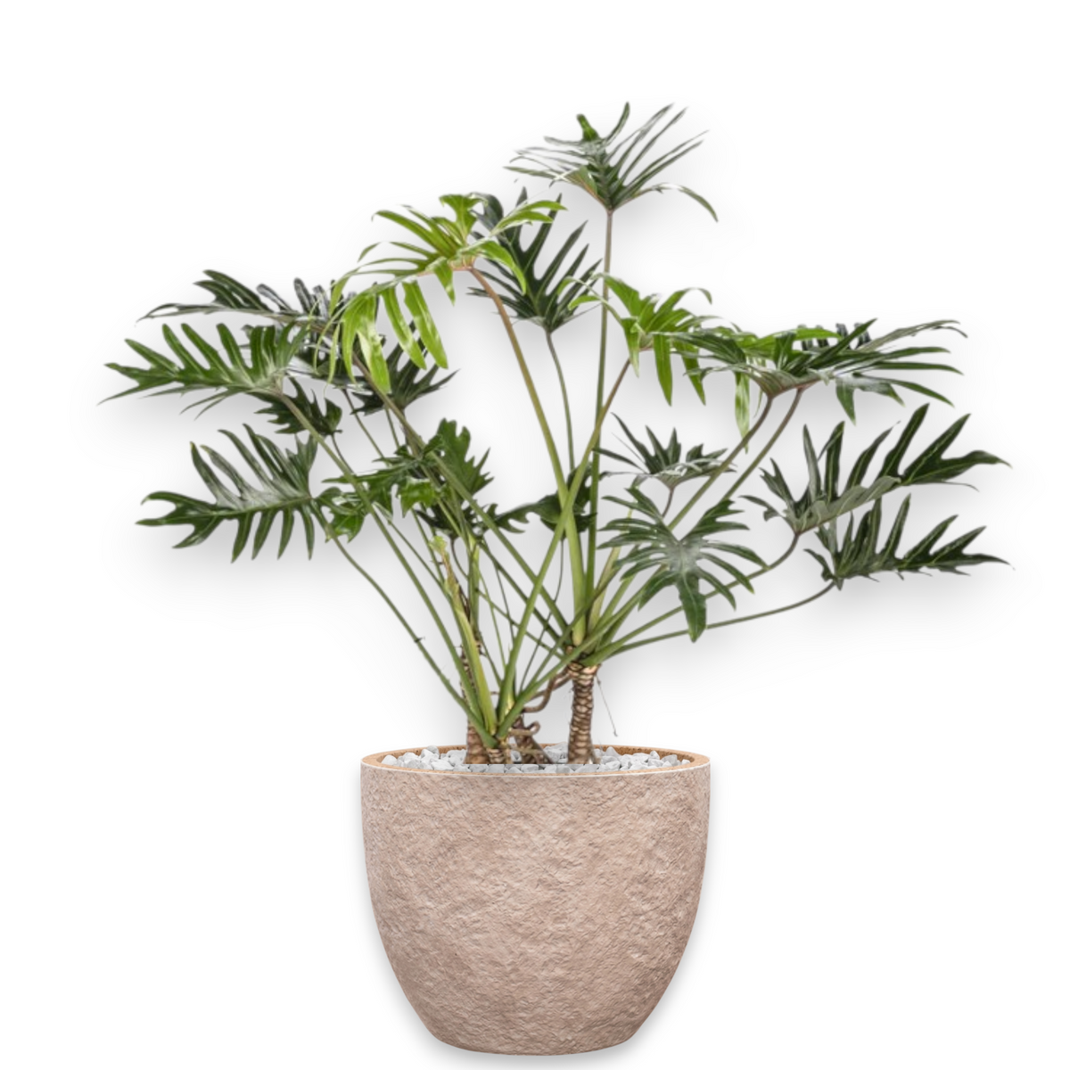 Philodendron Xantal in Mountain | Vulkastrat