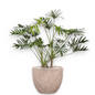 Philodendron Xantal in Mountain | Vulkastrat