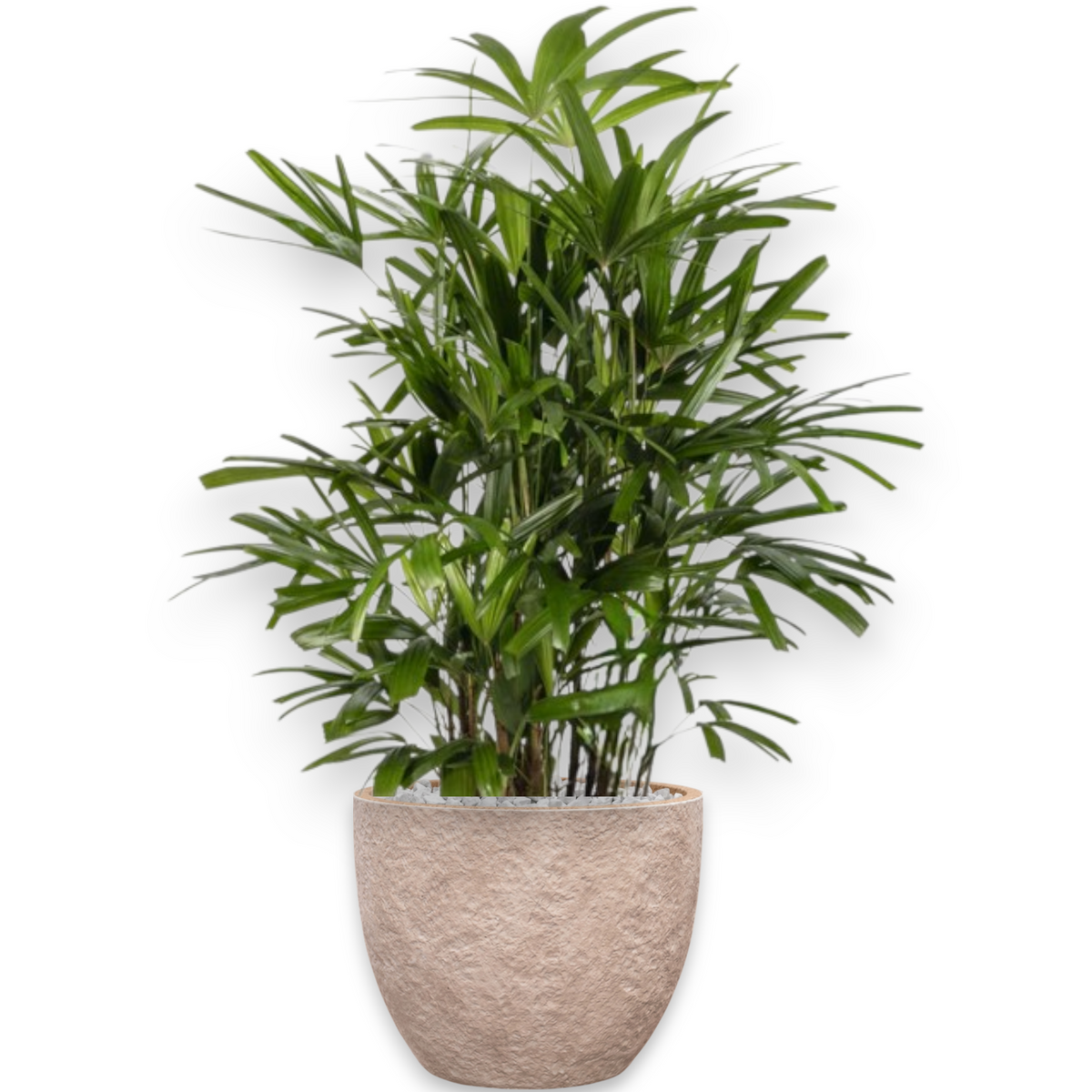 Rhapis Excelsa in Mountain | Vulkastrat