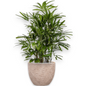 Rhapis Excelsa in Mountain | Vulkastrat