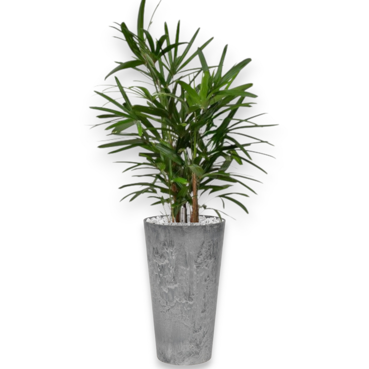 Rhapis Excelsa in Claire | Vulkastrat